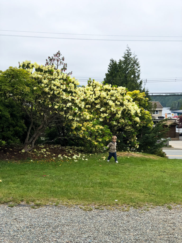 Tofino